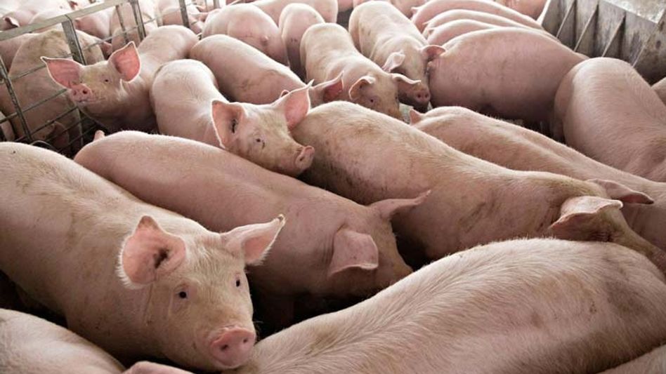African Swine Fever detected in Tripura's Kanchanpur; area declared epicenter of disease African Swine Fever detected in Tripura's Kanchanpur; area declared epicenter of disease