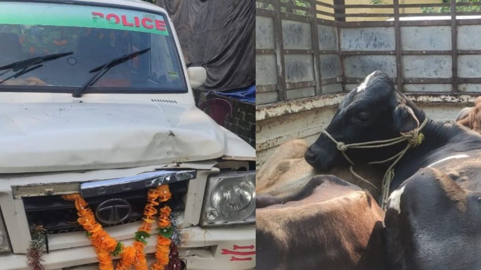 Seven cattle being smuggled to Bangladesh seized in Assam's Dhubri Seven cattle being smuggled to Bangladesh seized in Assam's Dhubri