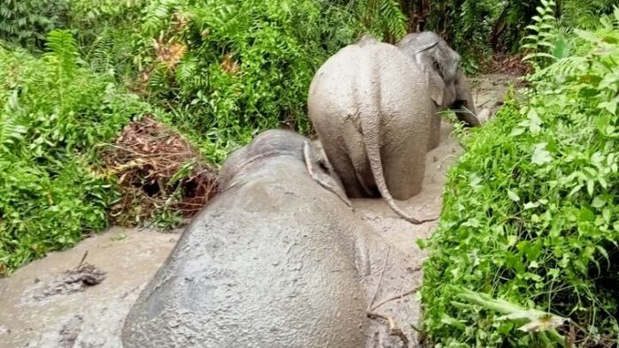 Two pachyderms rescued from Assam
