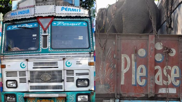 Elephants being smuggled from Arunachal seized