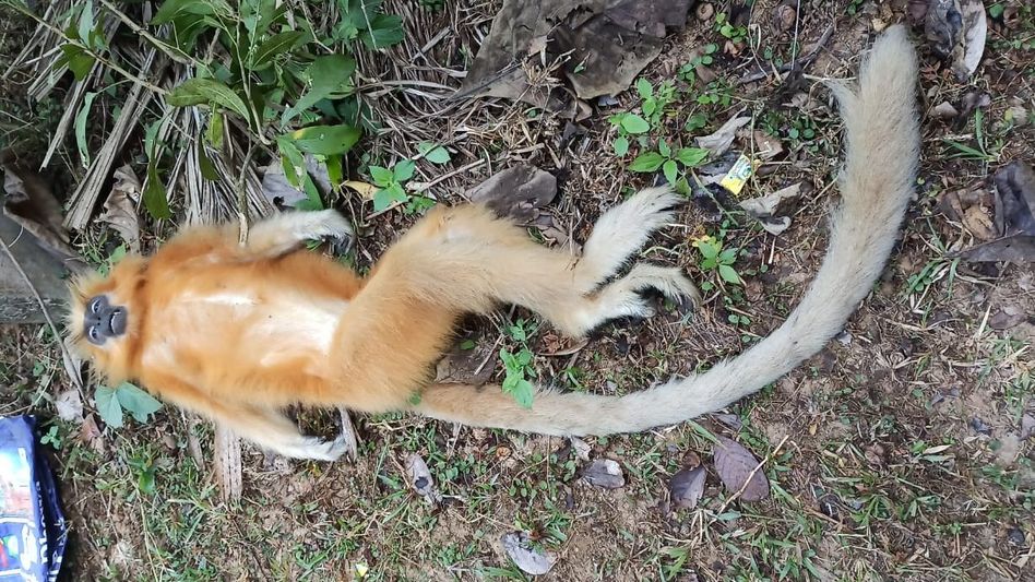Golden Langur Electrocuted in Bongaigaon Golden Langur Electrocuted in Bongaigaon