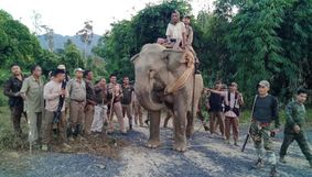 Elephant used for Illegal Timber Operations seized in Lekhapani Elephant used for Illegal Timber Operations seized in Lekhapani