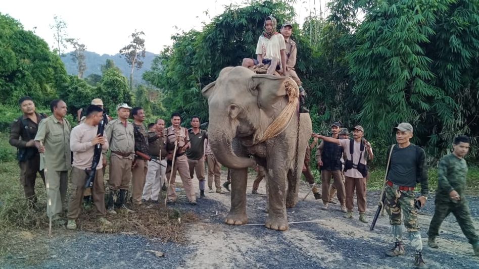 Elephant used for Illegal Timber Operations seized in Lekhapani Elephant used for Illegal Timber Operations seized in Lekhapani