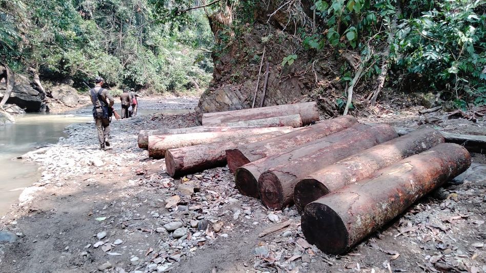 IFS seized illegal Hollong tree logs along Assam-Arunachal border IFS seized illegal Hollong tree logs along Assam-Arunachal border