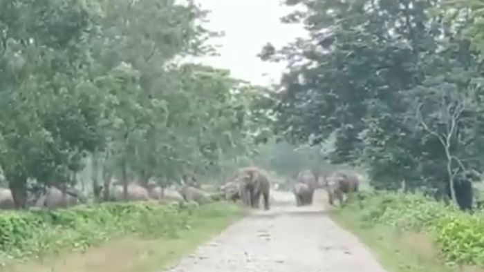 Assam: Huge herd of wild elephants took shelter at Orangajuli Tea Garden, causing panic among workers