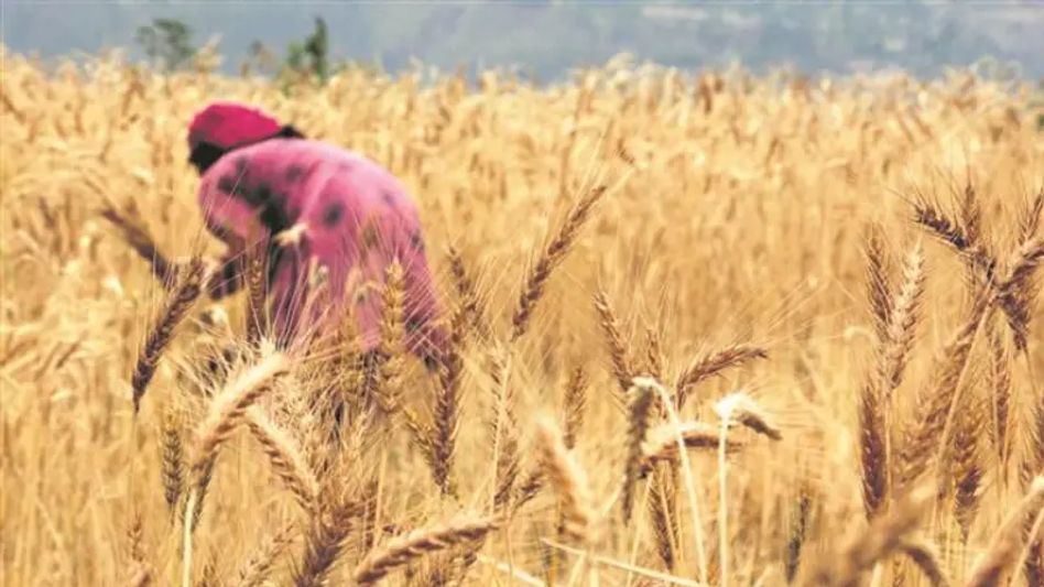 India exports wheat worth 473 USD in April weeks after ban by Central Govt India exports wheat worth 473 USD in April weeks after ban by Central Govt