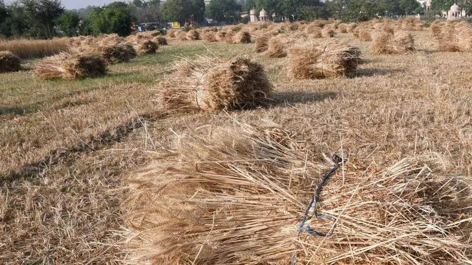 India to emerge as a reputable Worldwide Wheat Supplier India to emerge as a reputable Worldwide Wheat Supplier