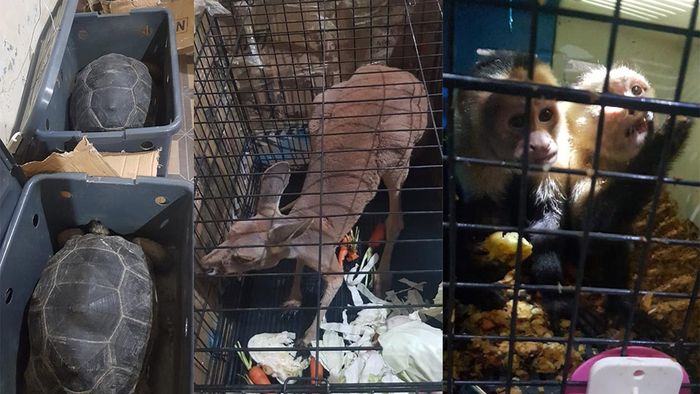 Assam: Exotic wildlife species seized by Cachar forest personnel