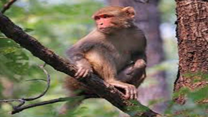 Meghalaya man charged with killing and eating a monkey: PETA India