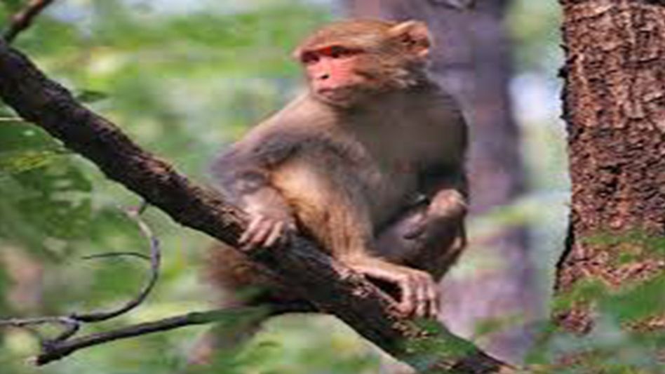 Meghalaya man charged with killing and eating a monkey: PETA India Meghalaya man charged with killing and eating a monkey: PETA India
