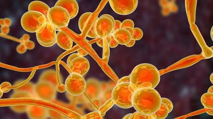 India Reports First Case of Yellow Fungus in Ghaziabad