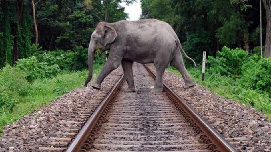 How animal corridors in Kaziranga are violated amid rising anthropocentrism How animal corridors in Kaziranga are violated amid rising anthropocentrism