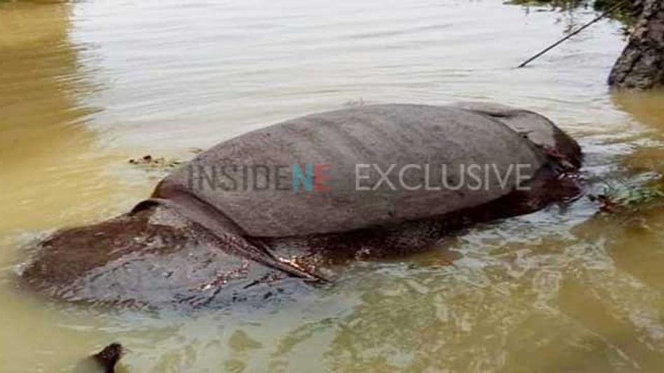 Four One-Horned Rhinos Dead in Kaziranga due to Floods Four One-Horned Rhinos Dead in Kaziranga due to Floods