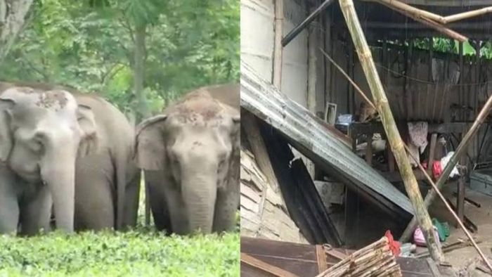 Wild elephants create terror