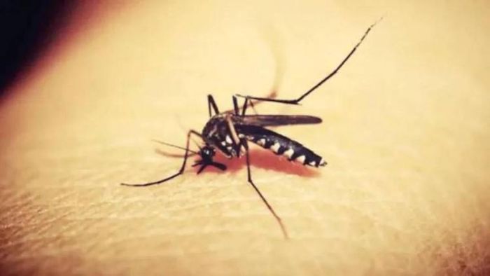 Japanese Encephalitis in Barpeta