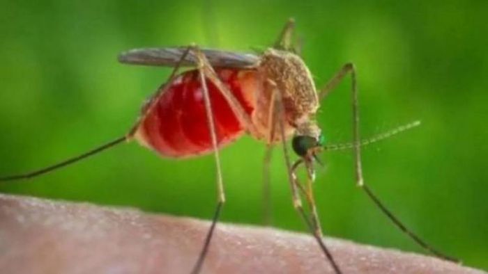Japanese Encephalitis: Death toll rises to 27 in Assam