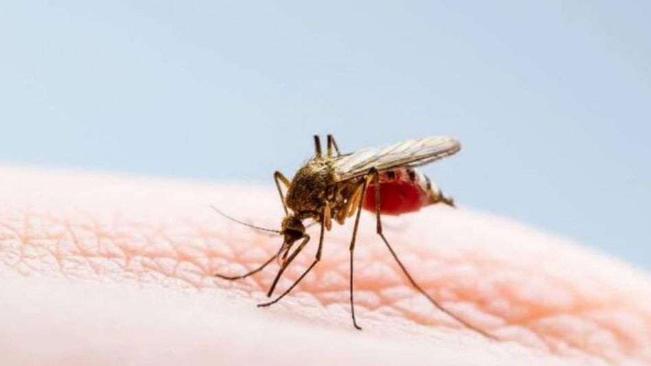 Assam reports 44 dead due to Japanese Encephalitis Assam reports 44 dead due to Japanese Encephalitis