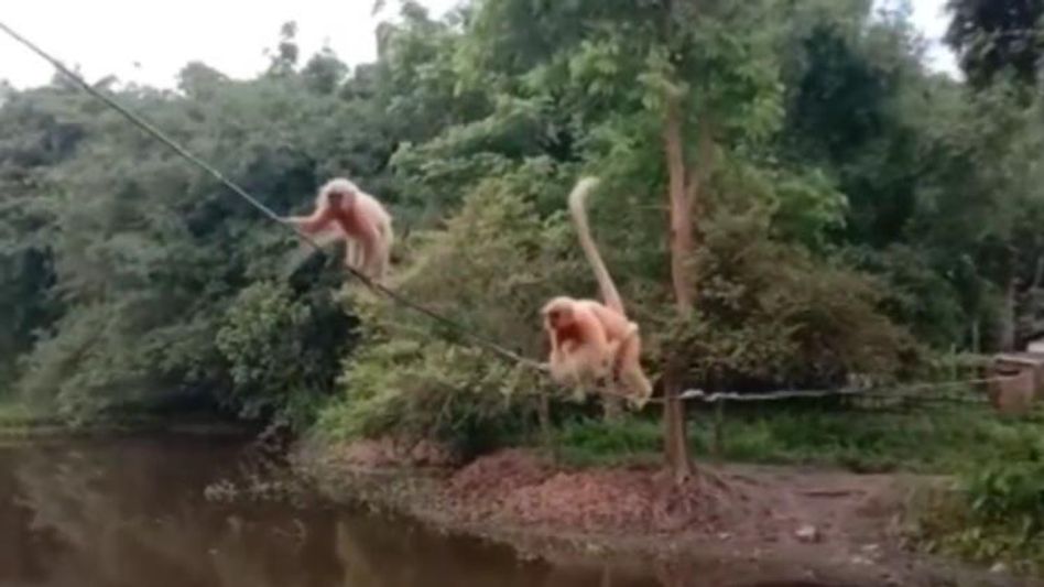 Golden langurs find home in Assam’s Bongaigaon Golden langurs find home in Assam’s Bongaigaon