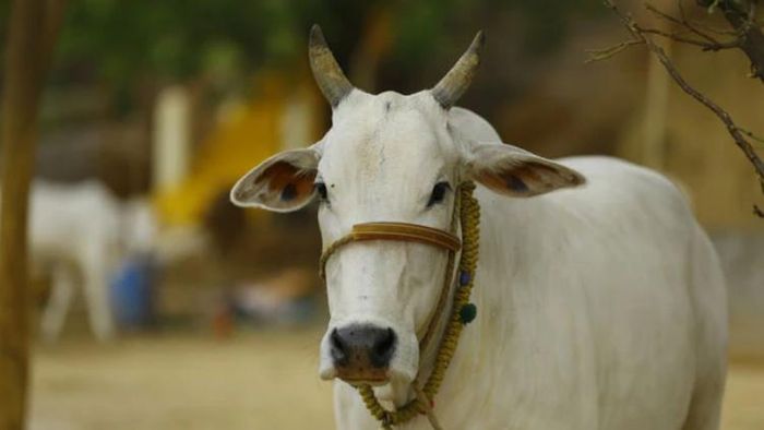 Representative image