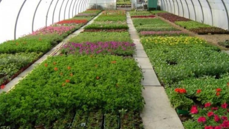 How horticulture is changing face of 3 NE states, doubling farmers' incomes