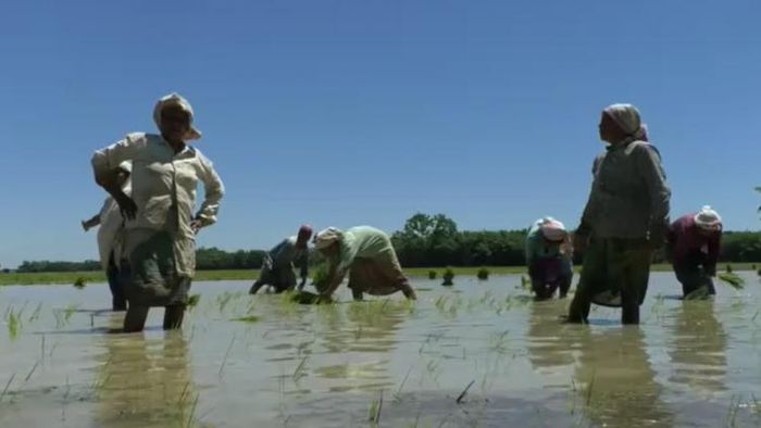 Women are working cooperatively to plant saplings in a flooded paddy field