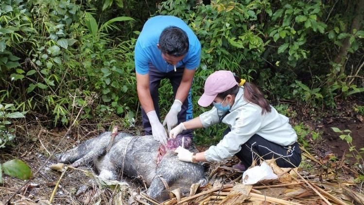 African Swine Fever Outbreak in Mizoram