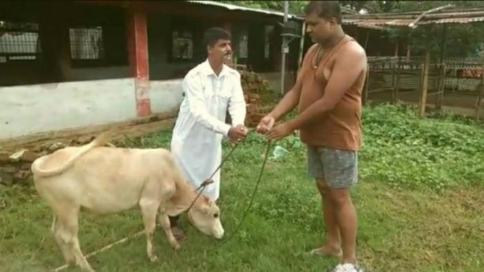 Muslim man donates a cow