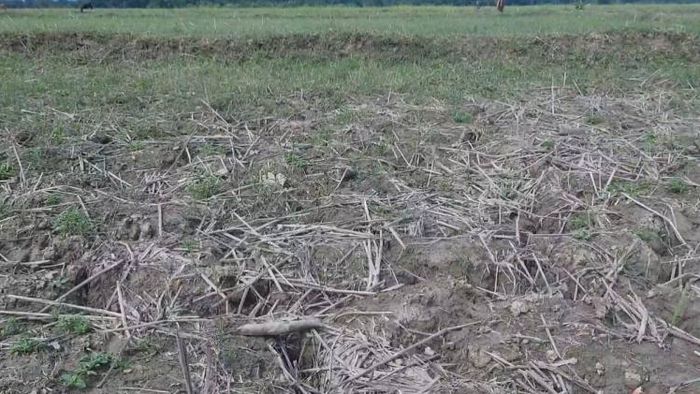 Rainfall crisis
