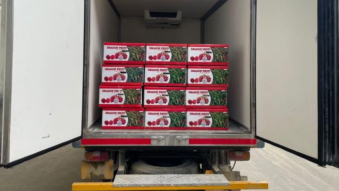 Dragon fruits being packed in Aizawl, Mizoram, for transfer to Bangladesh
