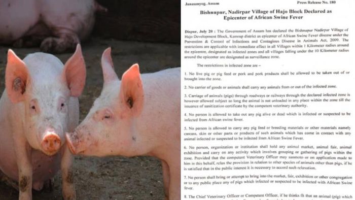 Hajo block declared epicentre of African Swine Fever
