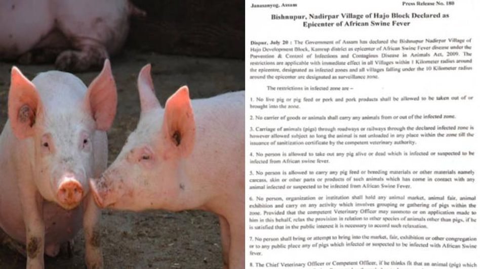 Assam: Hajo block declared epicentre of African Swine Fever Assam: Hajo block declared epicentre of African Swine Fever