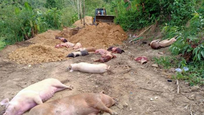 ASF outbreak in Mizoram