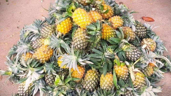 Assam: Goalpara's 73 Garo groups gives boost to Pineapple production