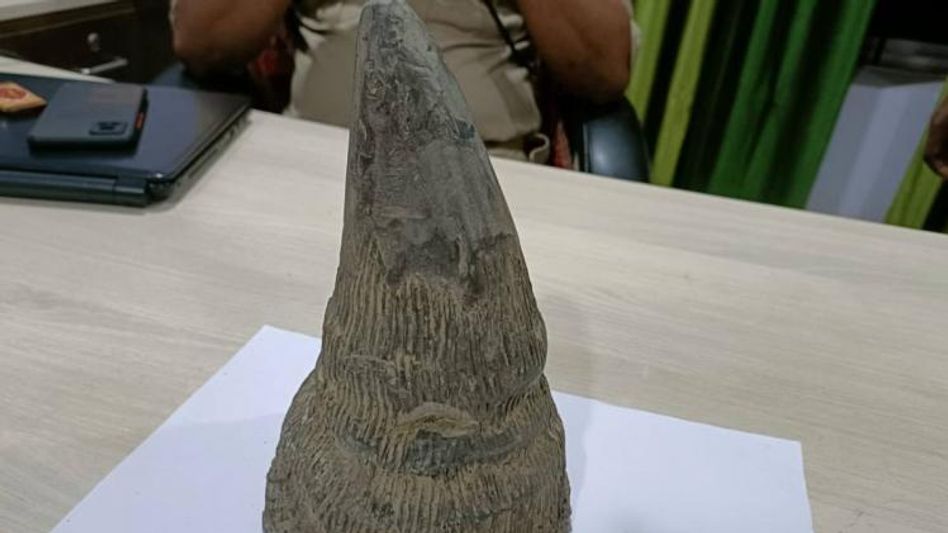 Assam: Smuggler held with rhino horn in Jorhat Assam: Smuggler held with rhino horn in Jorhat