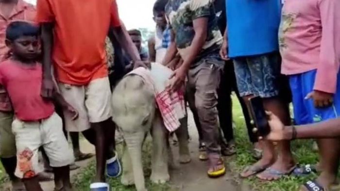 Baby elephant rescued