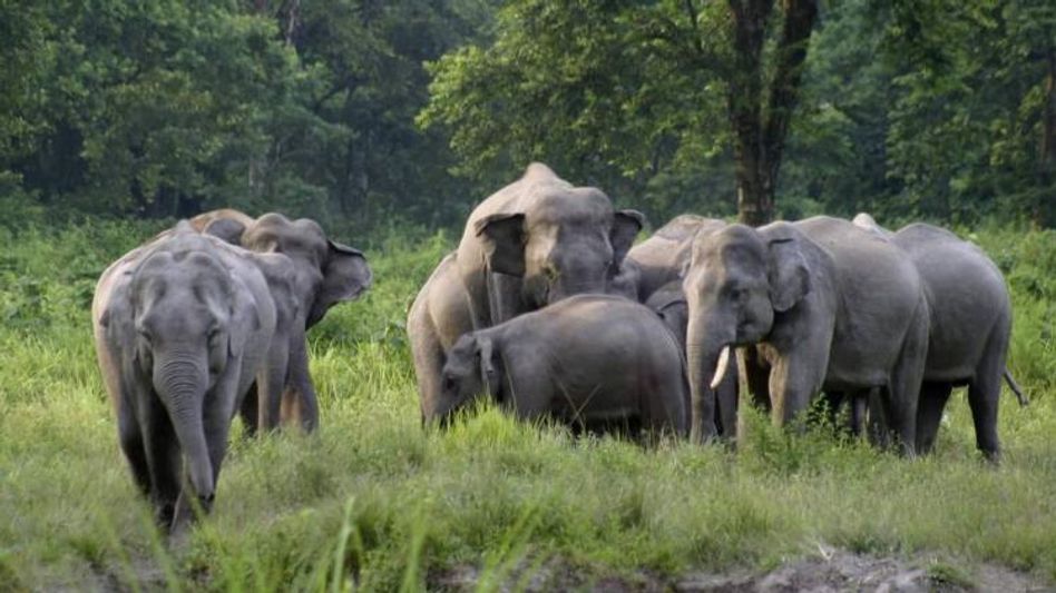 Mother-son duo killed in a wild elephant attack in Meghalaya Mother-son duo killed in a wild elephant attack in Meghalaya