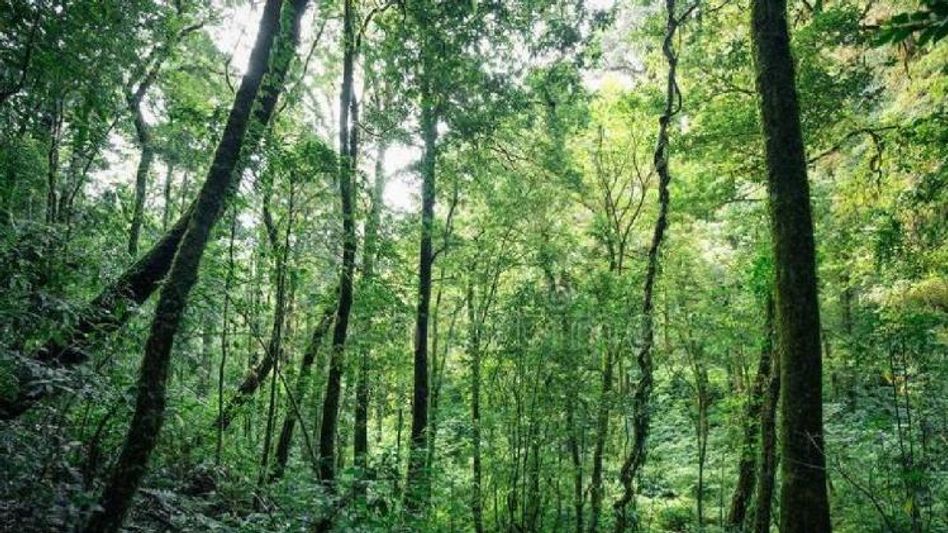Assam tops list of states in terms of forest land encroachments: Report Assam tops list of states in terms of forest land encroachments: Report