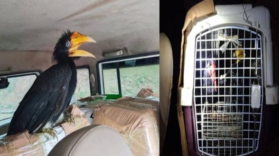 7 endangered hornbills rescued in Meghalaya, one held 7 endangered hornbills rescued in Meghalaya, one held