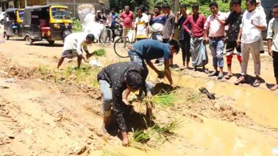 Assam villagers plant paddy seeds on muddy, dilapidated road to protest Government's negligence Assam villagers plant paddy seeds on muddy, dilapidated road to protest Government's negligence
