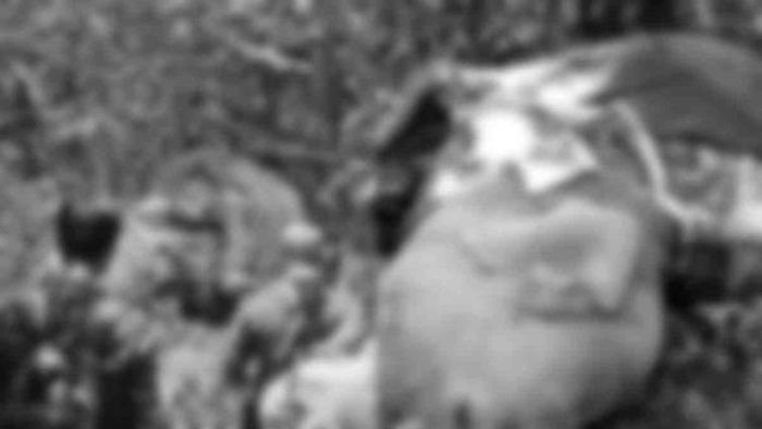 Poachers kill 12-year-old female elephant