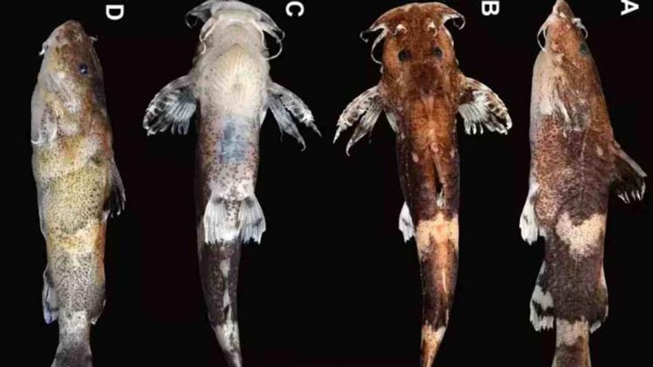 Meghalaya: New Catfish species 'Pseudolaguvia Meghalayaensis' discovered in North Garo Hills Meghalaya: New Catfish species 'Pseudolaguvia Meghalayaensis' discovered in North Garo Hills