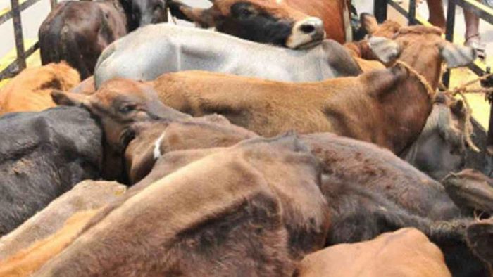 75 Cattle Heads rescued in Kaliabor