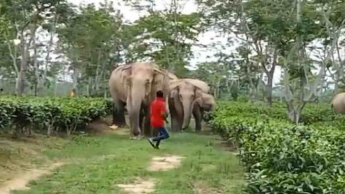 Wild elephants attack locals in Golaghat district