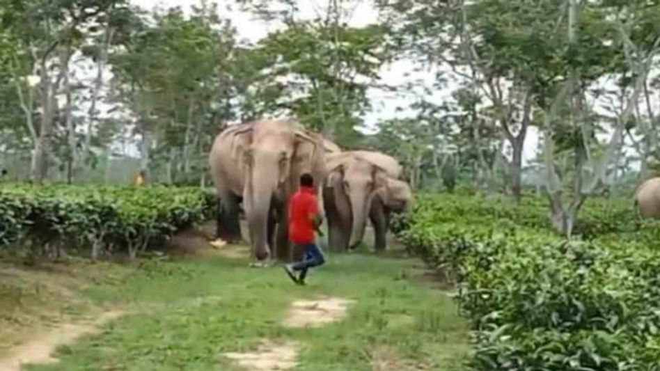 Assam: Starving wild elephants attack locals; no casualties reported Assam: Starving wild elephants attack locals; no casualties reported