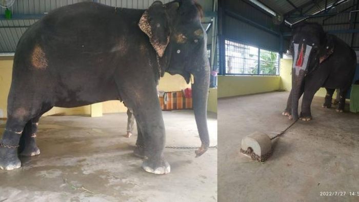 Joymala, an elephant from Assam, was attacked by a handler in Tamil Nadu