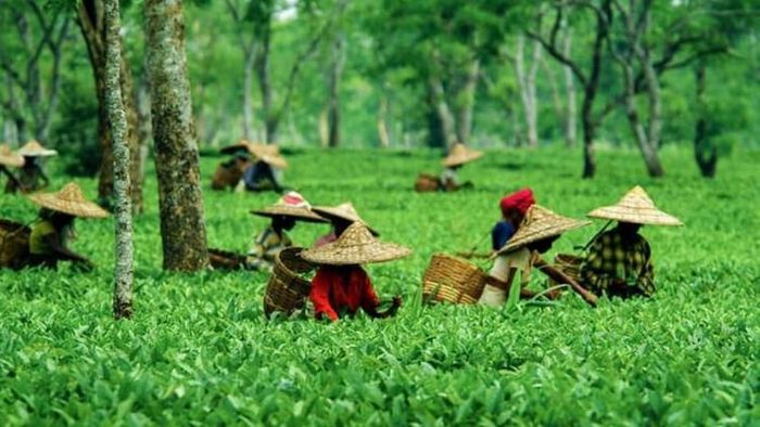 Representative image of tea garden