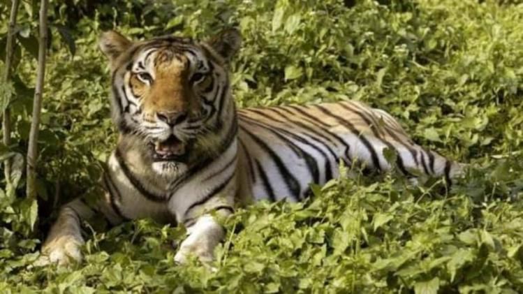 Centre installs e-surveillance system worth Rs 241.47 lakh in Assam’s Kaziranga Tiger Reserve