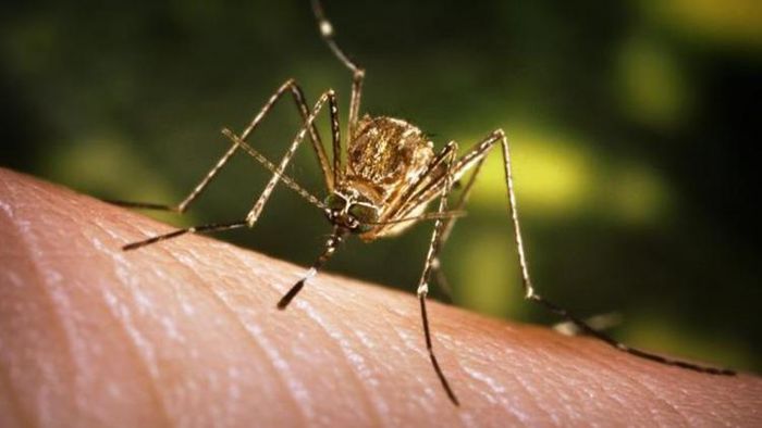 A fresh case of Japanese Encephalitis (JE) was reported in Mizoram