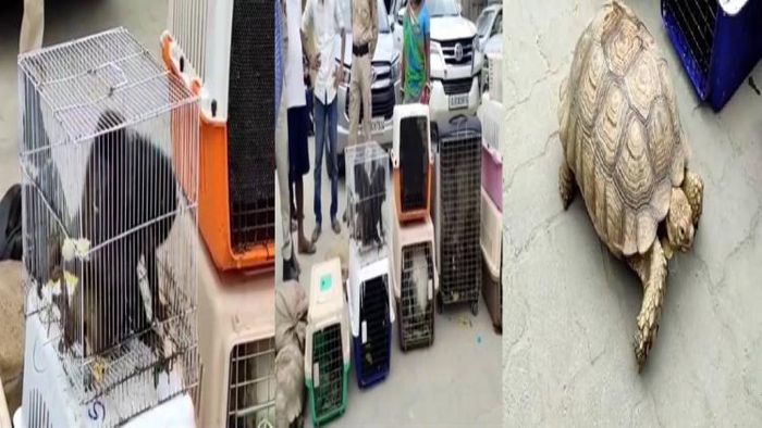 Trafficked Exotic Animals Seized by Assam Police