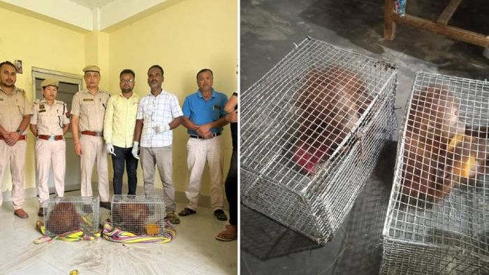 Police rescue two baby orangutans from smugglers in Cachar